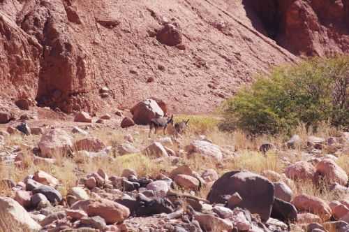 TREKKING NEL DESERTO DI ATACAMA 2015